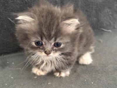 LITTLE BLUE TIGER - Munchkin - Gallery Photo #1