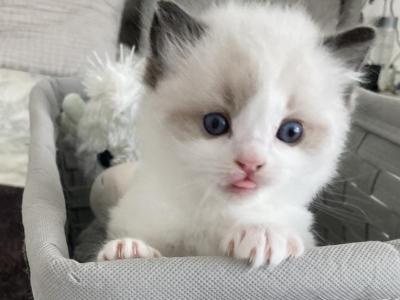 Seal Bicolor Female - Ragdoll - Gallery Photo #1