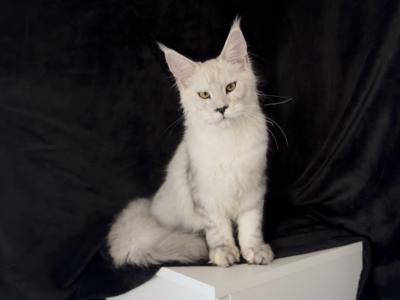 Dobrynia Boy T - Maine Coon - Gallery Photo #1