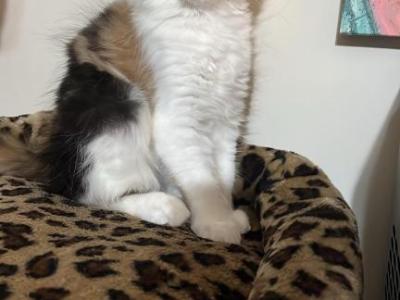 Rainbow - Maine Coon - Gallery Photo #1