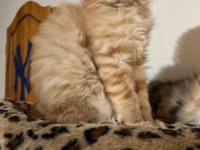Ginger - Maine Coon - Gallery Photo #1