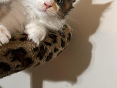 Cleo - Maine Coon - Gallery Photo #1