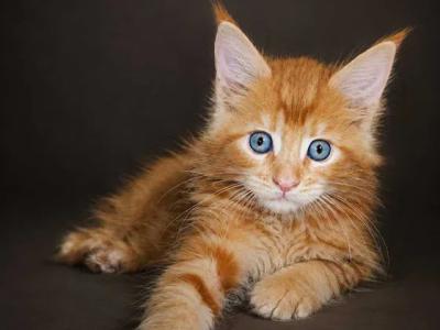 Www Lynxrunecode Com European Maine Coon Boy - Maine Coon - Gallery Photo #1