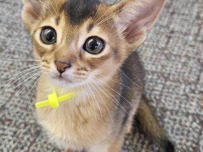 Star Babies - Abyssinian - Gallery Photo #1