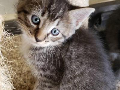 Millie - Domestic - Gallery Photo #1