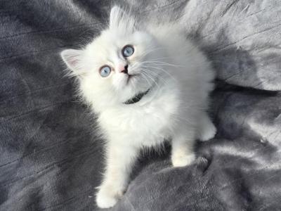 Rae Of Sunshine Ragdoll Kitten - Ragdoll - Gallery Photo #1
