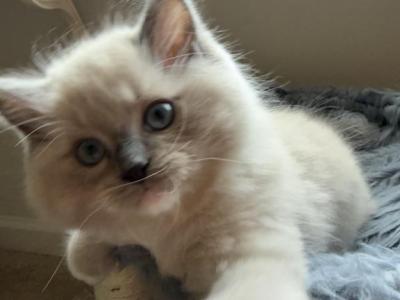 Ragdolls - Ragdoll - Gallery Photo #1