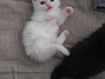 Mini - Munchkin - Gallery Photo #1