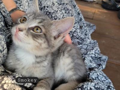 Smokey - Domestic - Gallery Photo #1