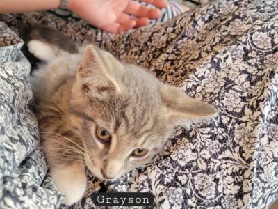 Grayson - Domestic - Gallery Photo #1