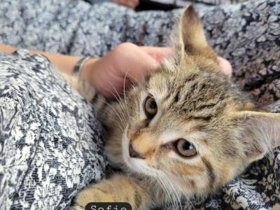 Sofie - Domestic - Gallery Photo #1