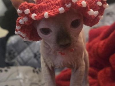 Elf Singleton - Sphynx - Gallery Photo #1