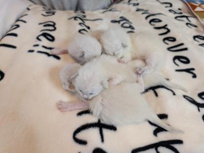 Athena's Litter - Siamese - Gallery Photo #1