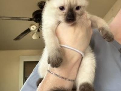 SIAMESE GIRL SEAL POINT JULY 26 - Siamese - Gallery Photo #1