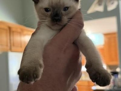 BANDIT BOY SIAMESE MANX JUNE 26 - Manx - Gallery Photo #1