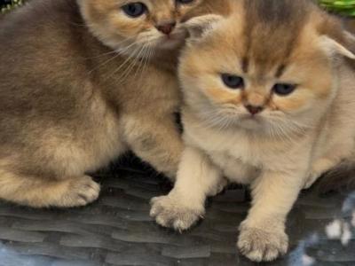 Емма - Scottish Fold - Gallery Photo #1