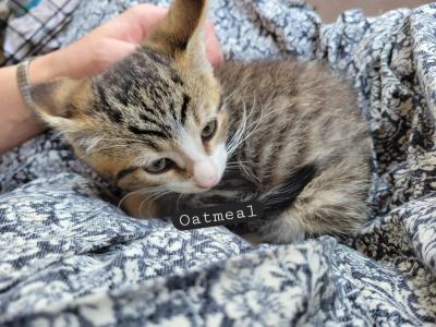 Oatmeal - Domestic - Gallery Photo #1
