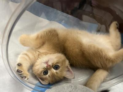 Roma - American Wirehair - Gallery Photo #1