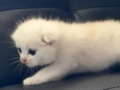 Sasha - Scottish Fold - Gallery Photo #1