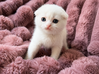 Scottish Fold Female - Scottish Fold - Gallery Photo #1