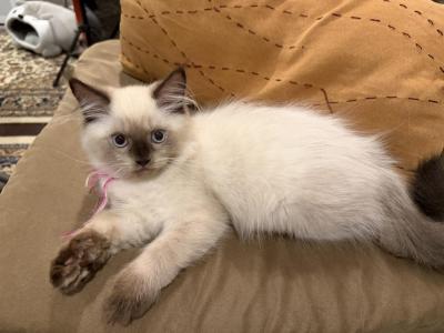 Pinkie - Himalayan - Gallery Photo #1