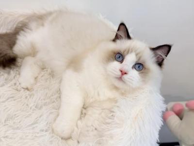 Ragdoll - Ragdoll - Gallery Photo #1