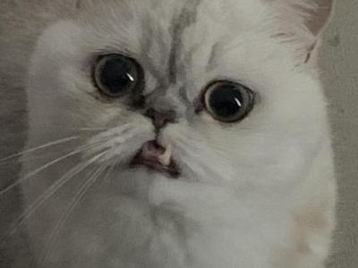 Grumpy And Tuna - Domestic - Gallery Photo #1