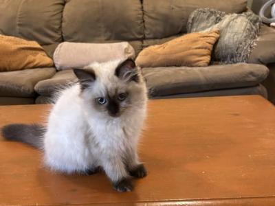 Blanky - Himalayan - Gallery Photo #1