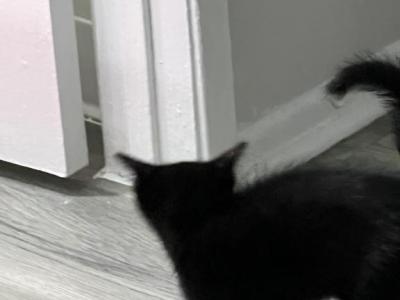 No Name - Domestic - Gallery Photo #1