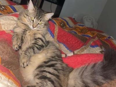 Priscilla - American Longhair - Gallery Photo #1