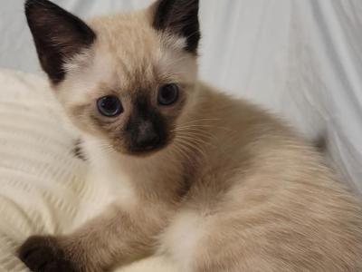 Evie - Siamese - Gallery Photo #1