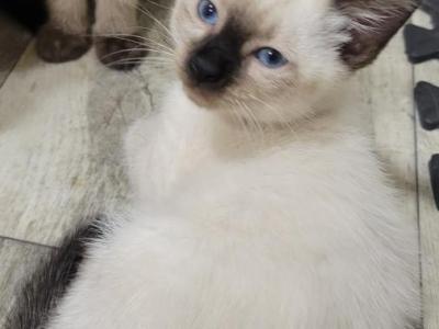 Dax - Siamese - Gallery Photo #1