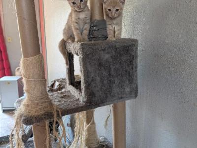 Scottish Fold Male Red - Scottish Fold - Gallery Photo #1