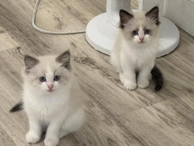 Lukah - Ragdoll - Gallery Photo #1