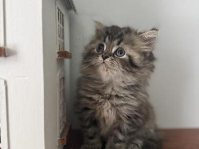 Tj - Persian - Gallery Photo #1