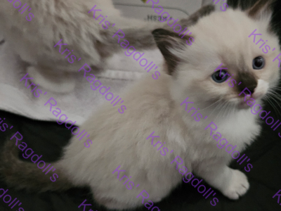 Luke Seal Mitted Ragdoll Kitten - Ragdoll - Gallery Photo #1