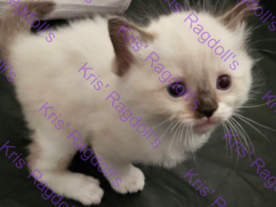 Leia Rare Seal Tortie Mitted Ragdoll Kitten - Ragdoll - Gallery Photo #1
