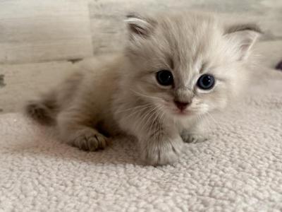 Dolly - Ragdoll - Gallery Photo #1