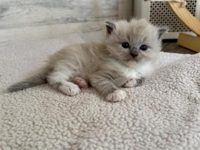 Meeko - Ragdoll - Gallery Photo #1