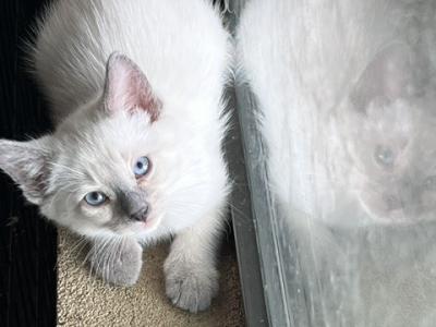 SIAMESE GIRL JULY 26 - Siamese - Gallery Photo #1