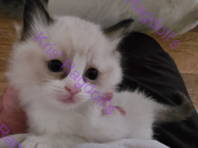 Clark Seal Bicolor Ragdoll Kitten - Ragdoll - Gallery Photo #1