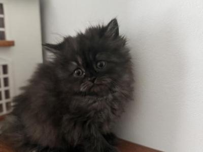 Chunk - Persian - Gallery Photo #1