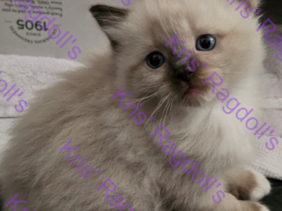 Biggie Rare Seal Tortie Mitted Ragdoll Kitten - Ragdoll - Gallery Photo #1