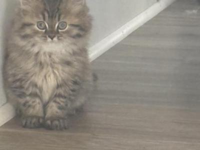 Mellow - Persian - Gallery Photo #1