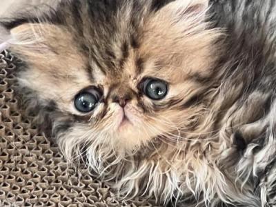 Freckles - Ragdoll - Gallery Photo #1