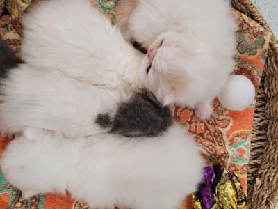 White Persian Kittens For Holidays Reserve Now - Persian - Gallery Photo #1