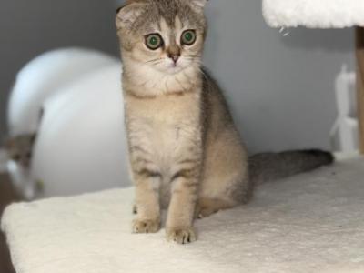 Storm - Scottish Fold - Gallery Photo #1
