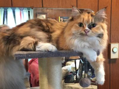 Callies Babies - Ragdoll - Gallery Photo #1