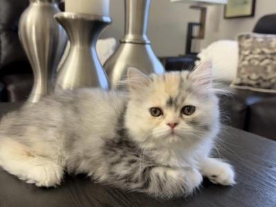 Bella - Persian - Gallery Photo #1