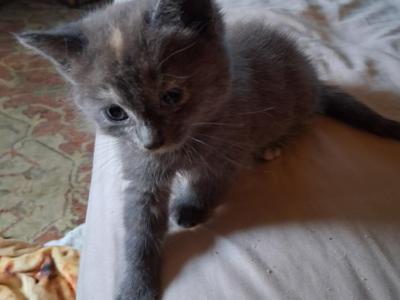 Corra's Kittens - American Shorthair - Gallery Photo #1
